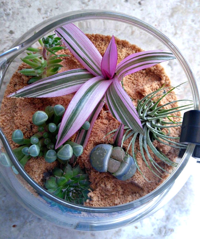 Coffee pot terrarium for air plant and succulents