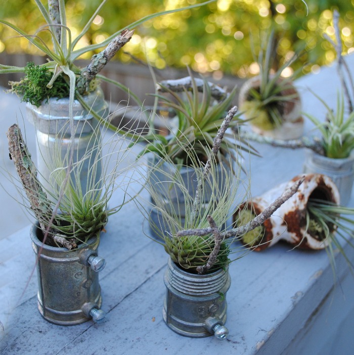 Metal air plant contairners