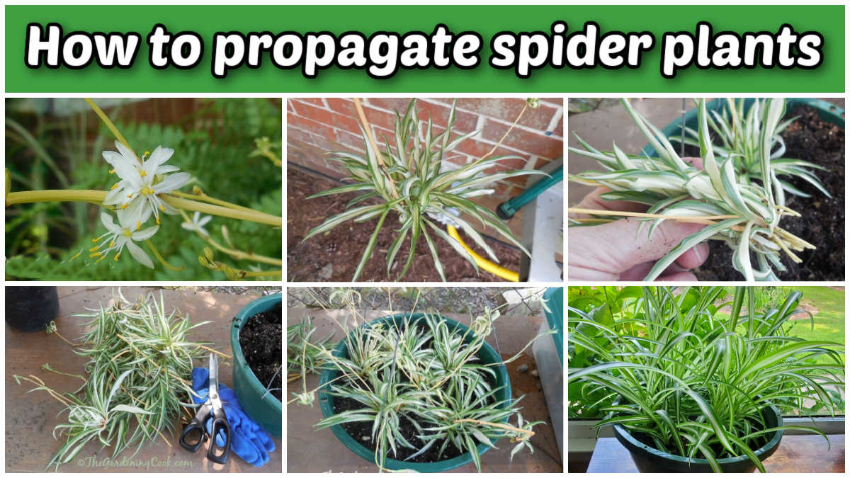 Pictures of spider plant babies and mature plants in a collage. Green text box reads How to propagate spider plants.