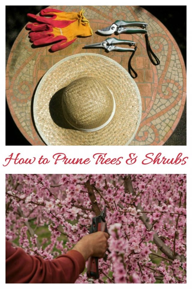 21 Pruning tips for Great Looking Gardens - Trees - Shrubs - Perennials ...