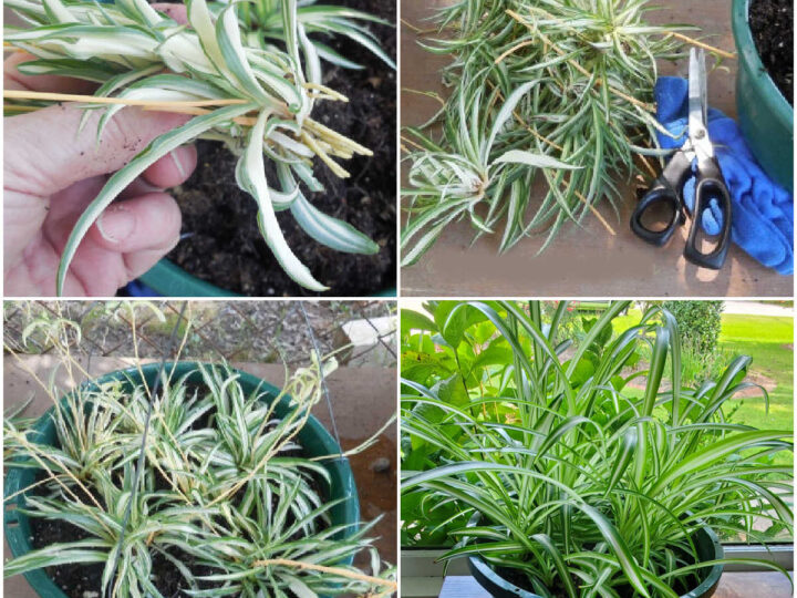 bamboo plant to buy Dracaena 'Lucky Bamboo' | Indoor Plant | Tropical Plant | Potted Plant main image 0
