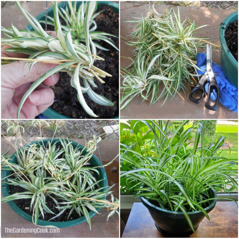 A collage with pictures of baby spider plant, offsets, removed, planting offsets and mature spider plant grown from its babies.