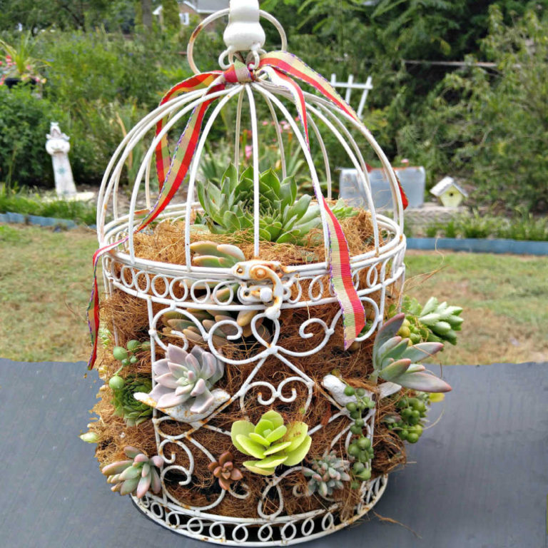 Bird cage on a table planted with suculents.