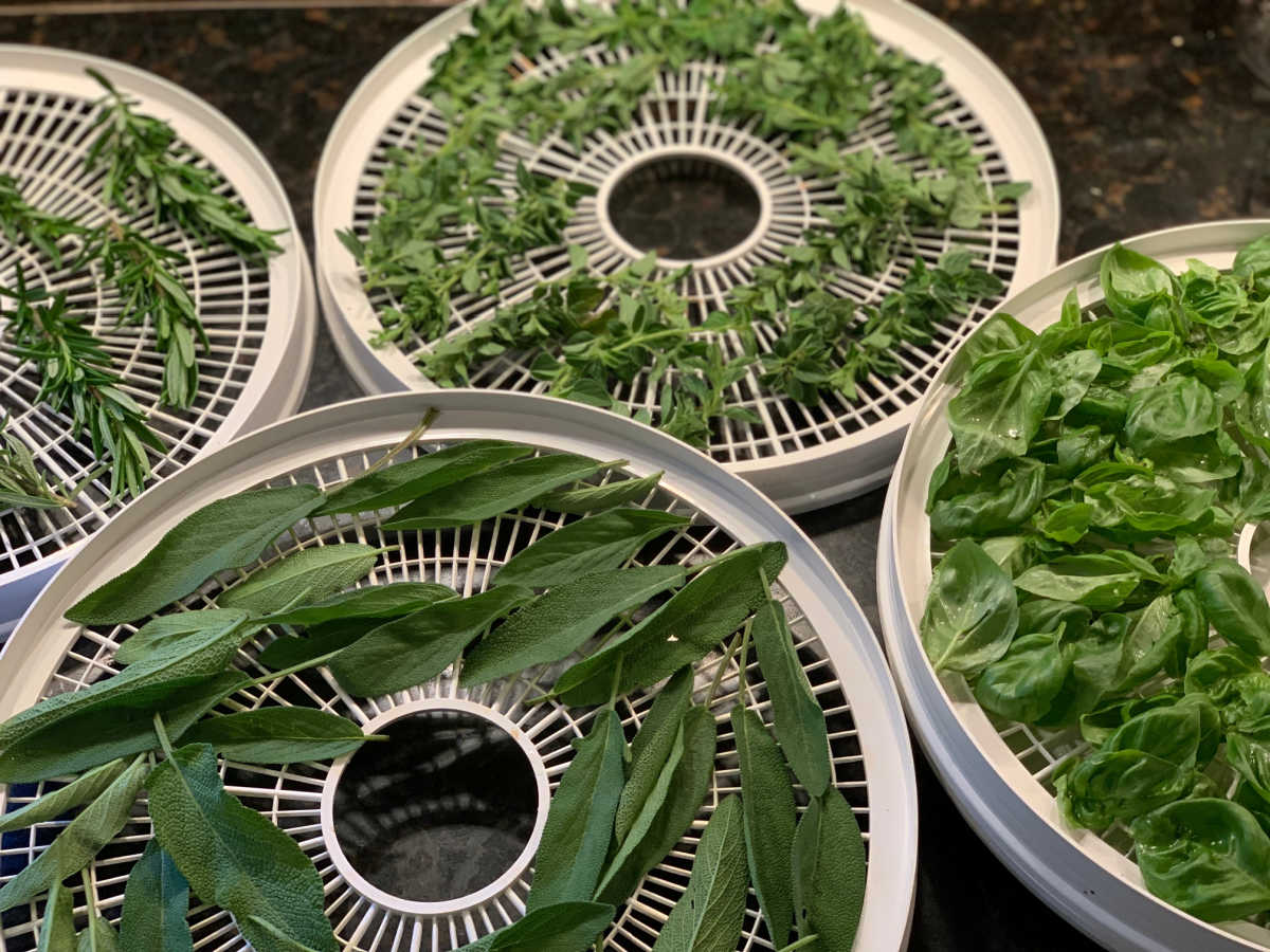 Fresh herbs on dehydrator trays for drying.