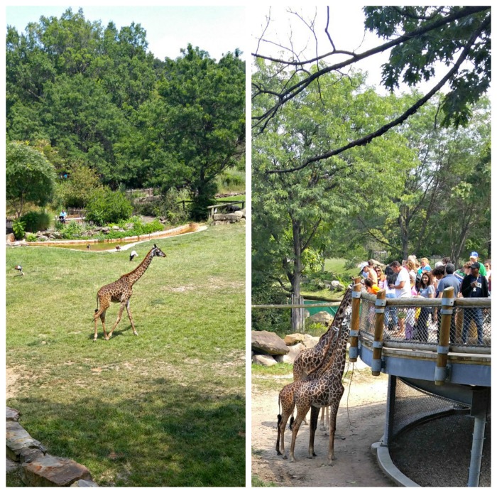 Giraffe Exhibit at the Cleveland Zoo