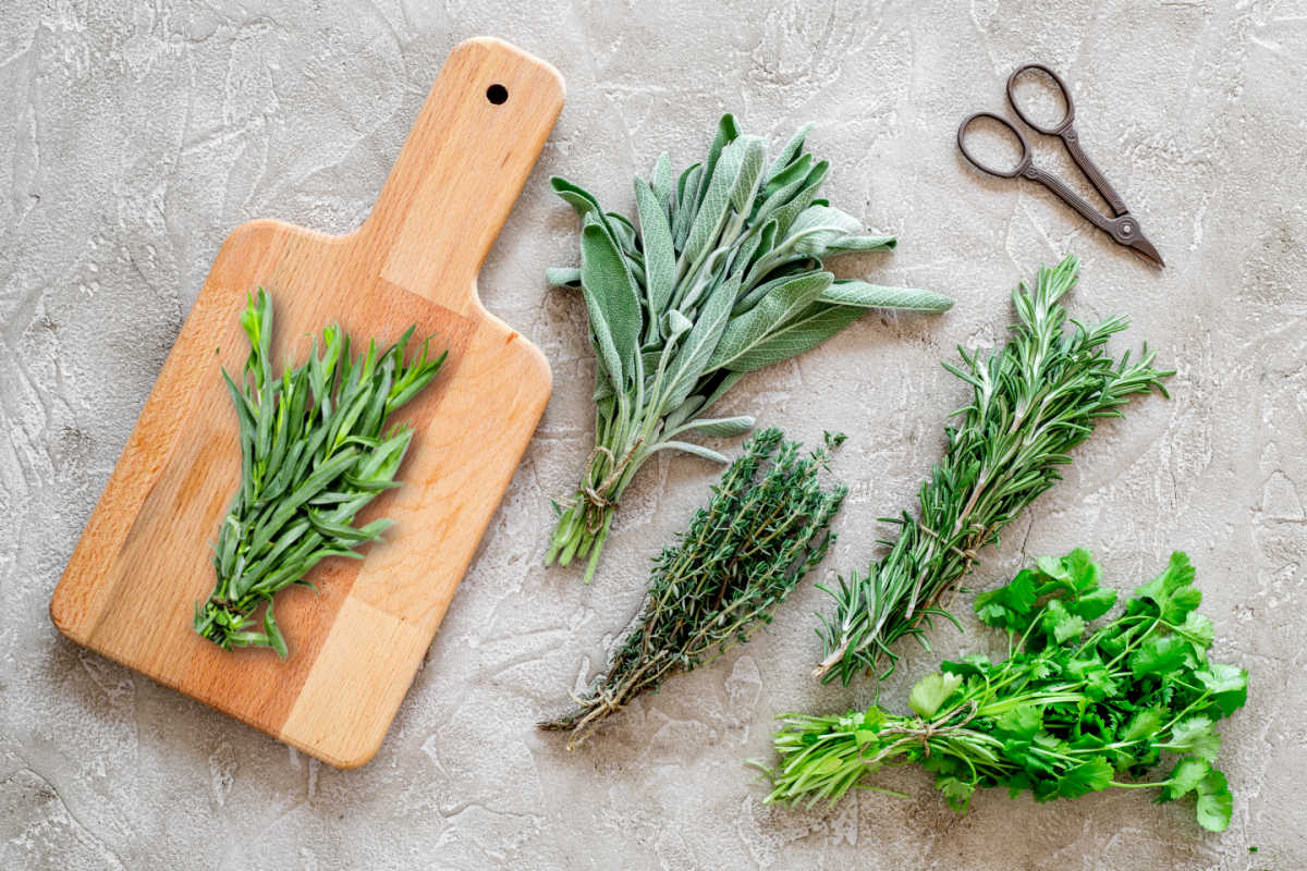 Fresh herbs, tied in bundles with a cutting board and some scissors.