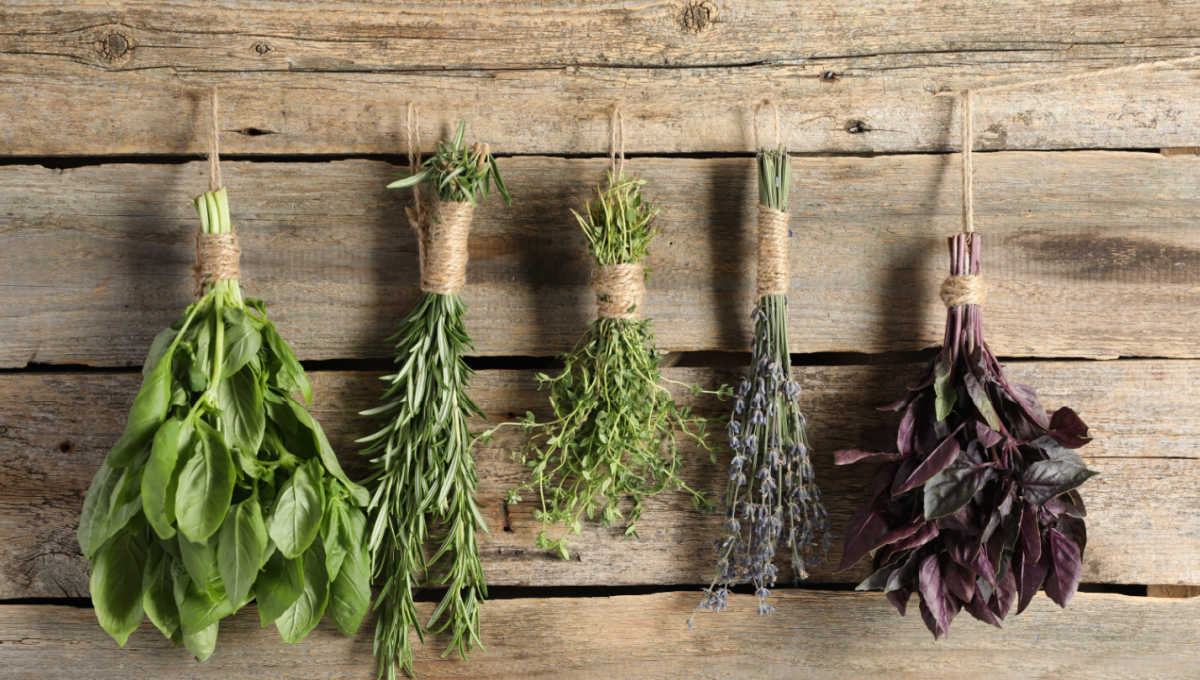 Herbs tied in bundles and havging from a string against a wooden wall.