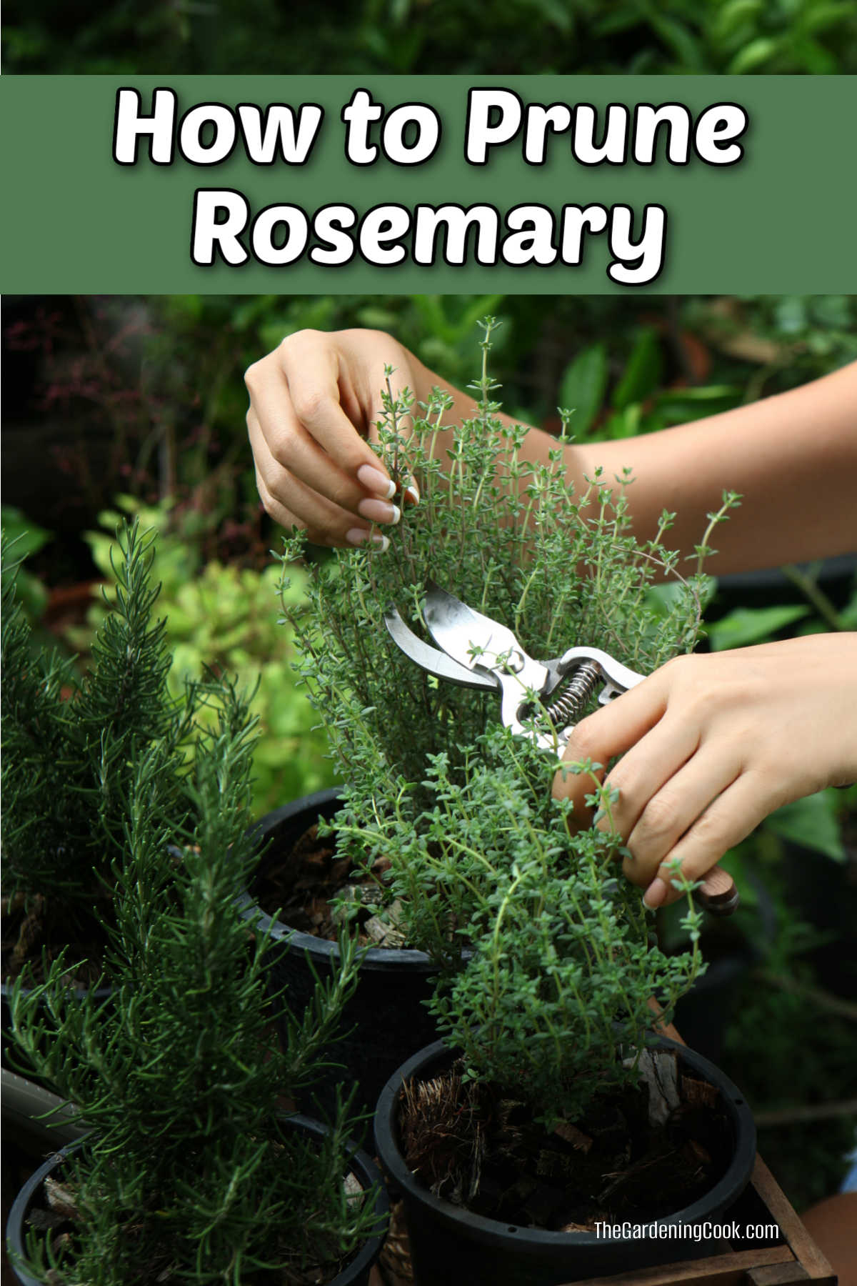 How to Prune Rosemary - Regular Pruning and Hard Pruning A woman with garden shears showing how to prune rosemary.