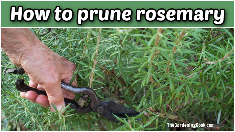 Man holding pruners showing how to prune rosemary.