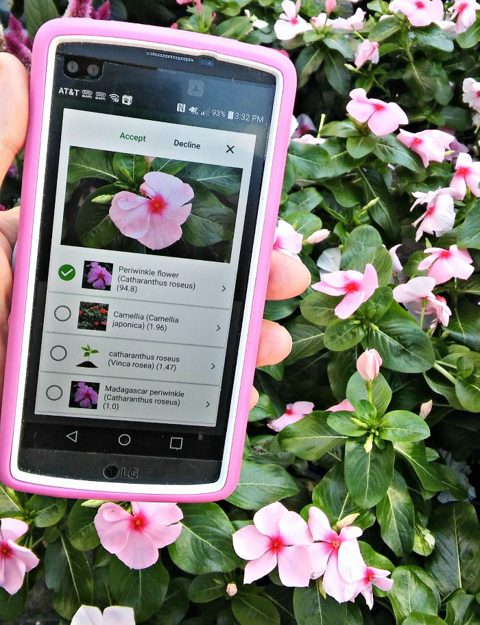 PlantSnap identifying periwinkle on a phone with a pink case.