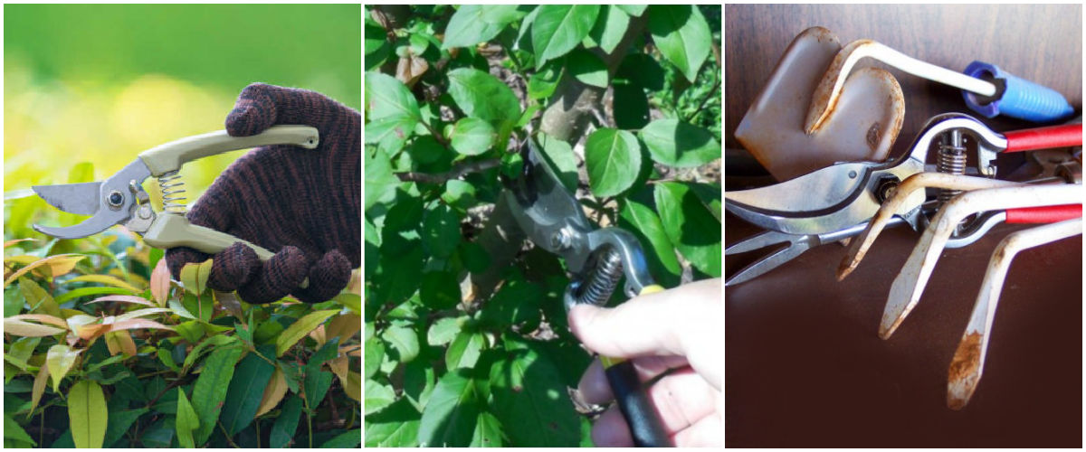 Pictures of pruning plants and tools that need winterizing.