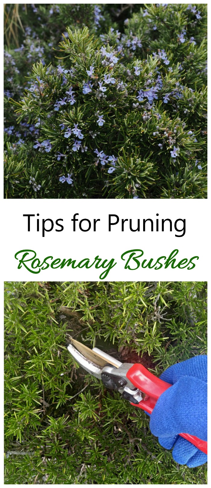 Pruning Rosemary How And When To Prune Rosemary Plants Bushes,Kitchen Cabinet Soffit Lighting