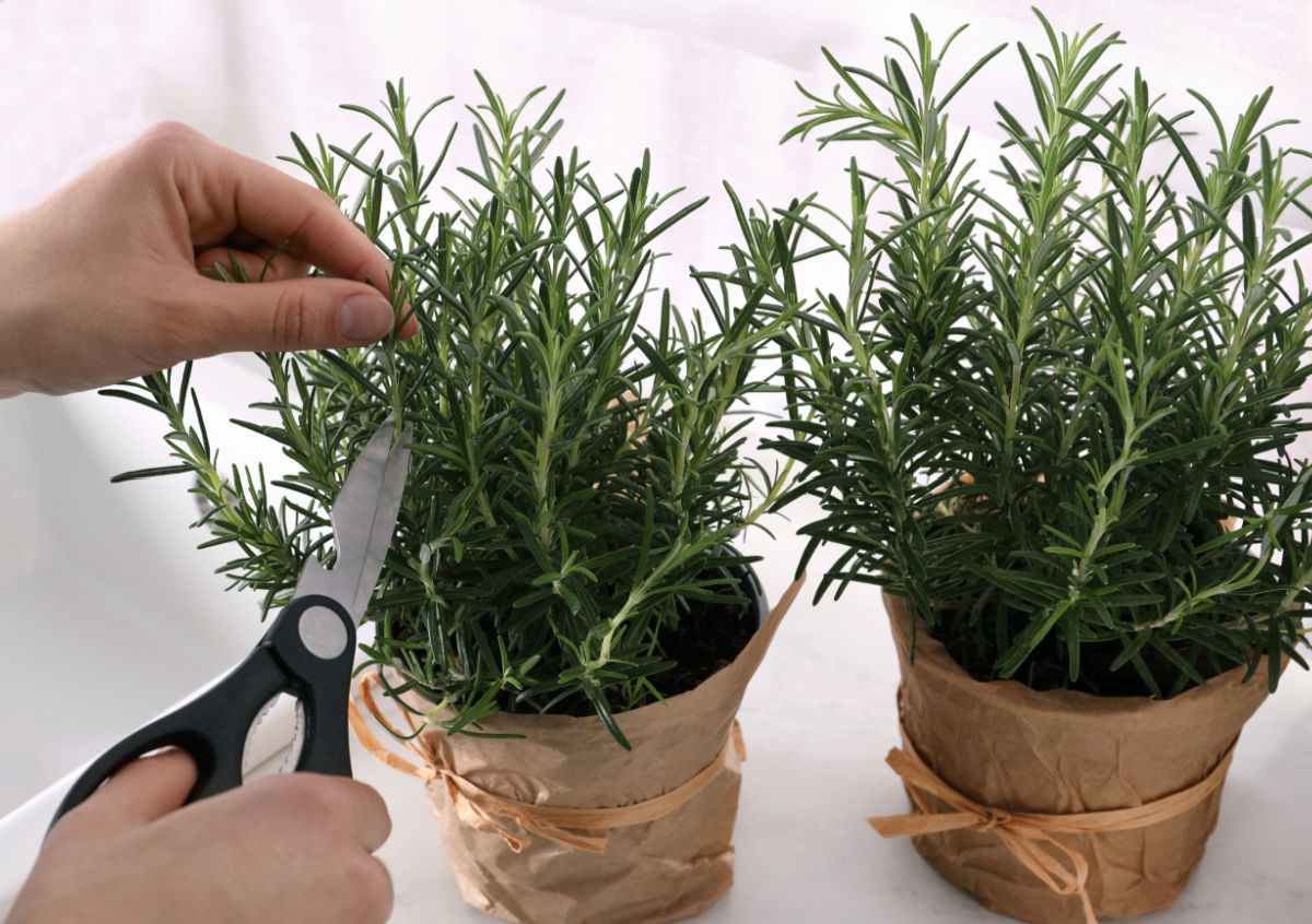 A woman pruning rosemary plants in containers