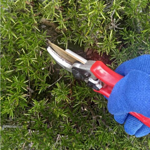 Pruning fresh rosemary