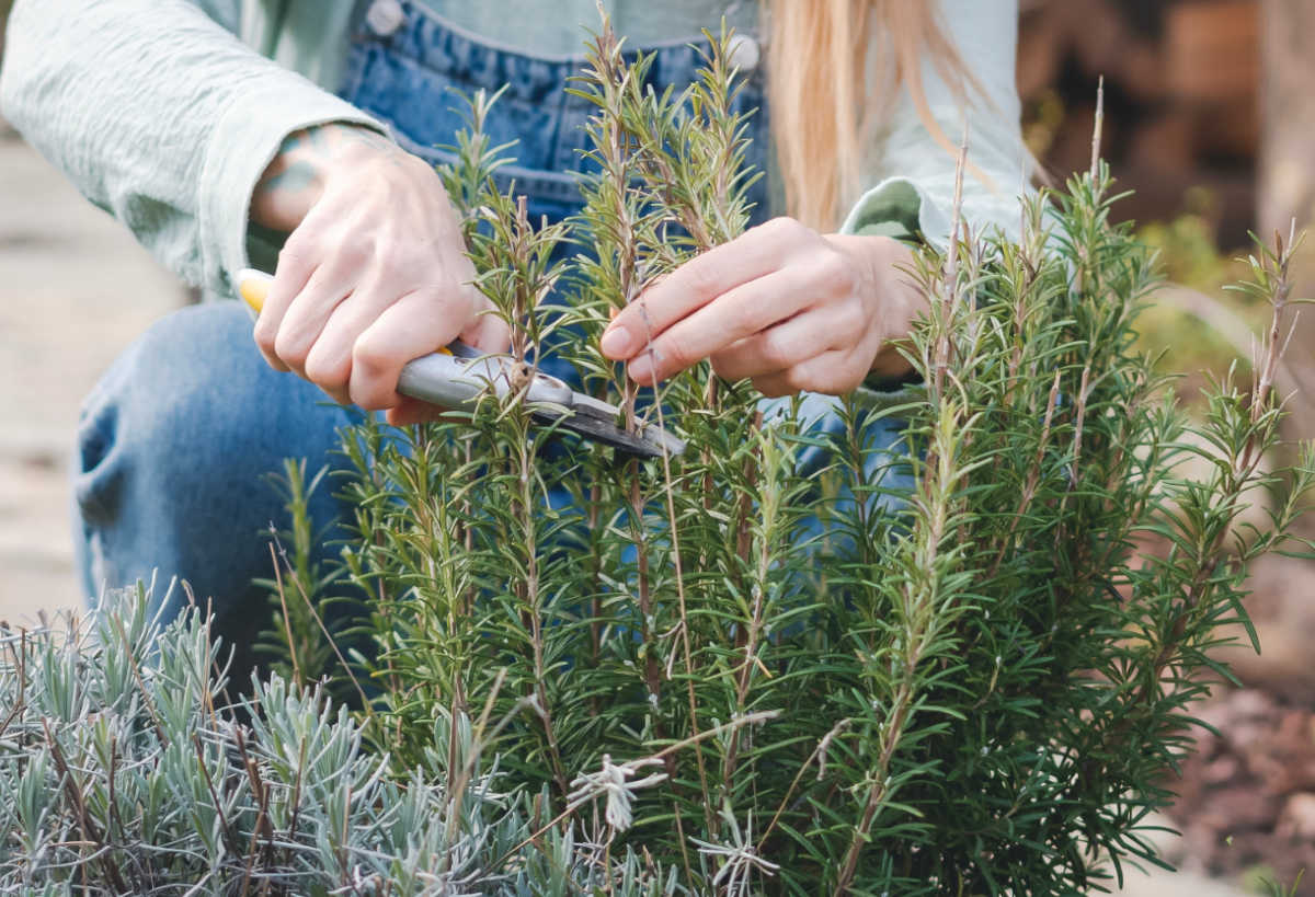 A woman pruning a rosemary plant to keep it vibrant and bushy.