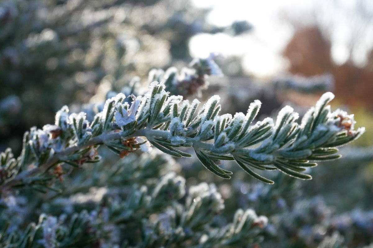 Rosemary plant covered in frost.