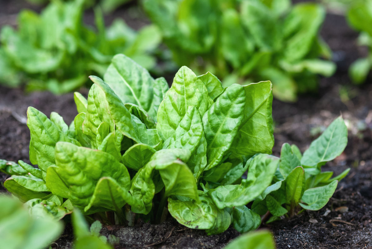 Spinach plants in a vegetable garden.