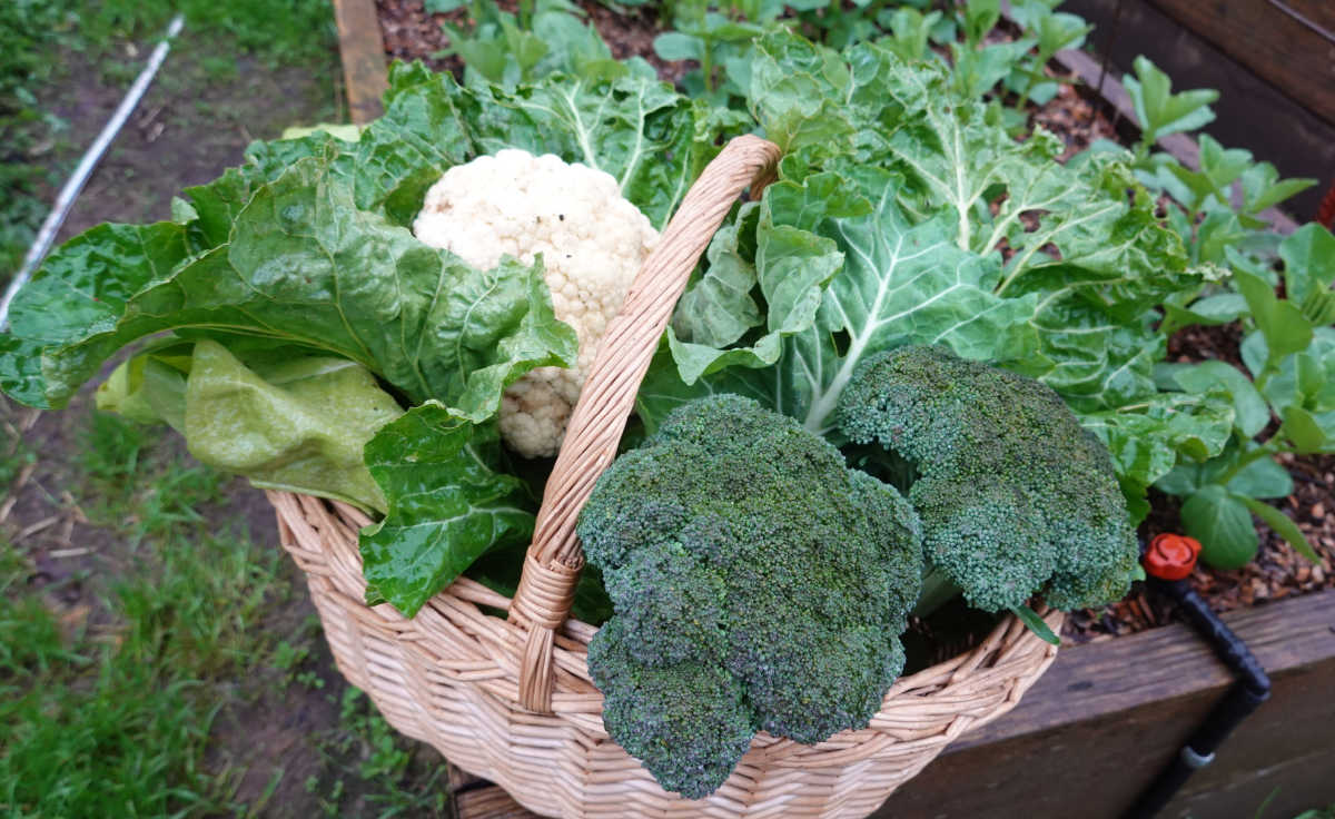 Fall vegetables in a straw basket.