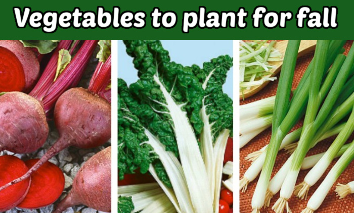 Beets, kale and spring onions in a collage. Green text box reads Vegetables to plant for fall.