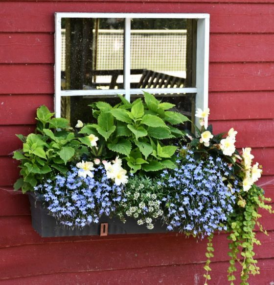 Window Box Planters How to Plant Window Boxes