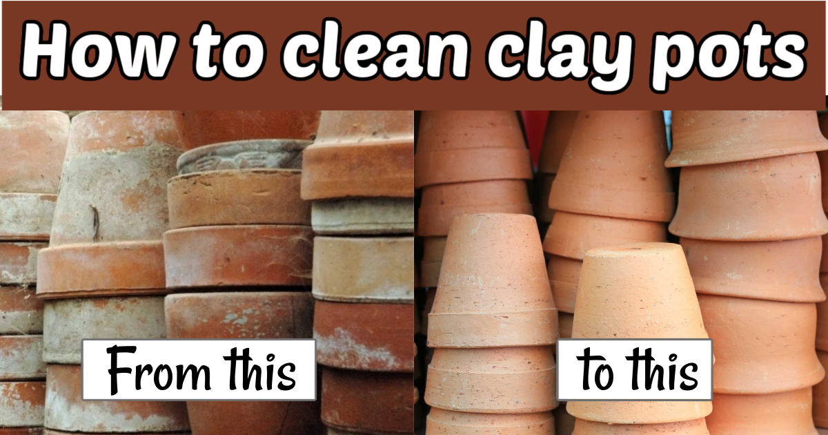 A collage showing images of dirty and clean clay pots. White text boxes read From this, to this. Brown text block reads How to clean clay pots.