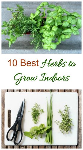 Herbs to Grow Indoors - 10 Best Herbs for Sunny Windowsills