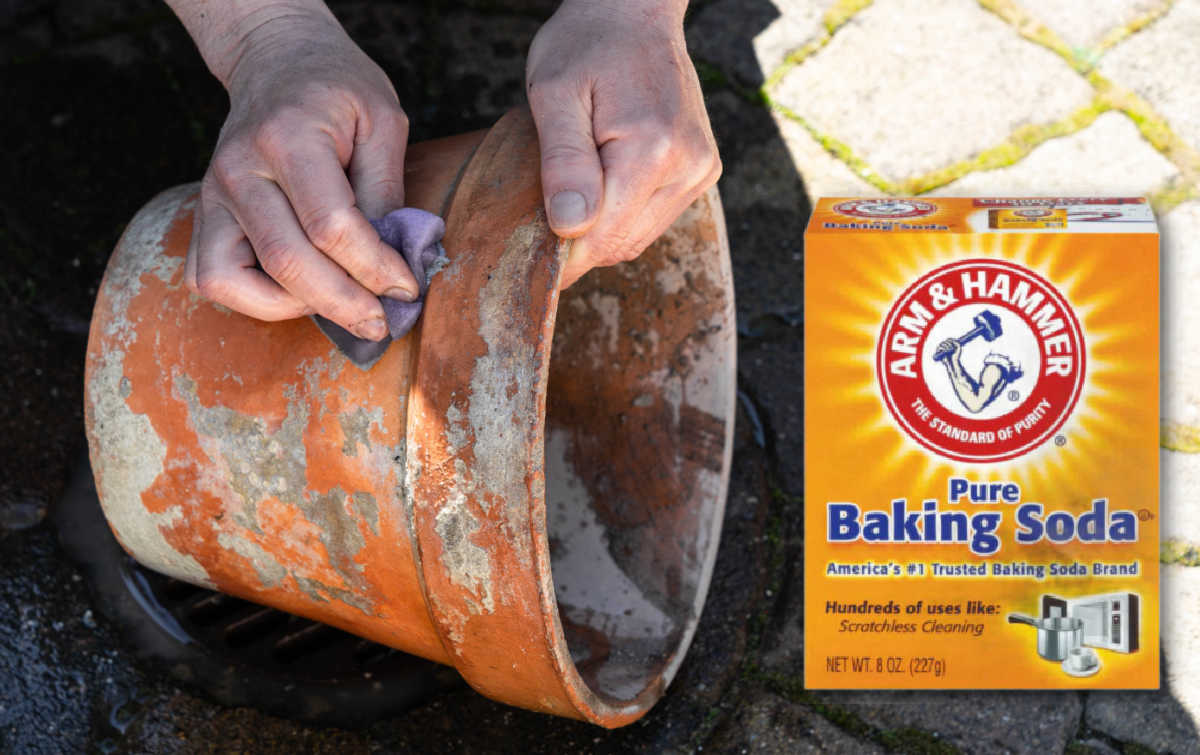 Hands cleaning terracotta pots with baking soda next to it.