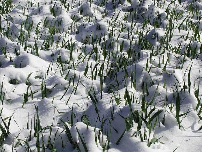 Cover-crop of winter rye in snow.