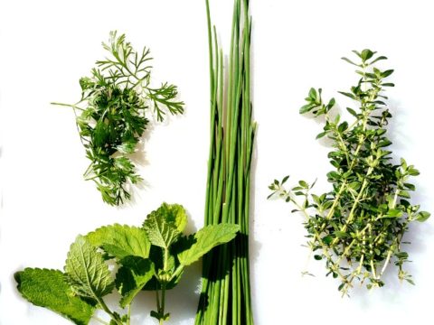 natural Herbs Store hutchins Tx