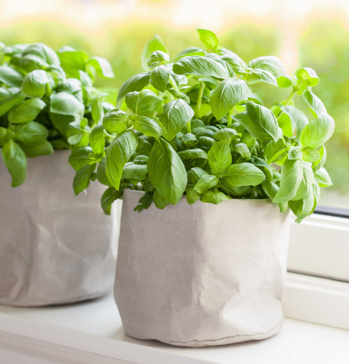 A pot of basil growing on a sunny windowsill.