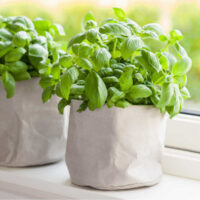 Basil in a cloth pot growing on a sunny windowsill.