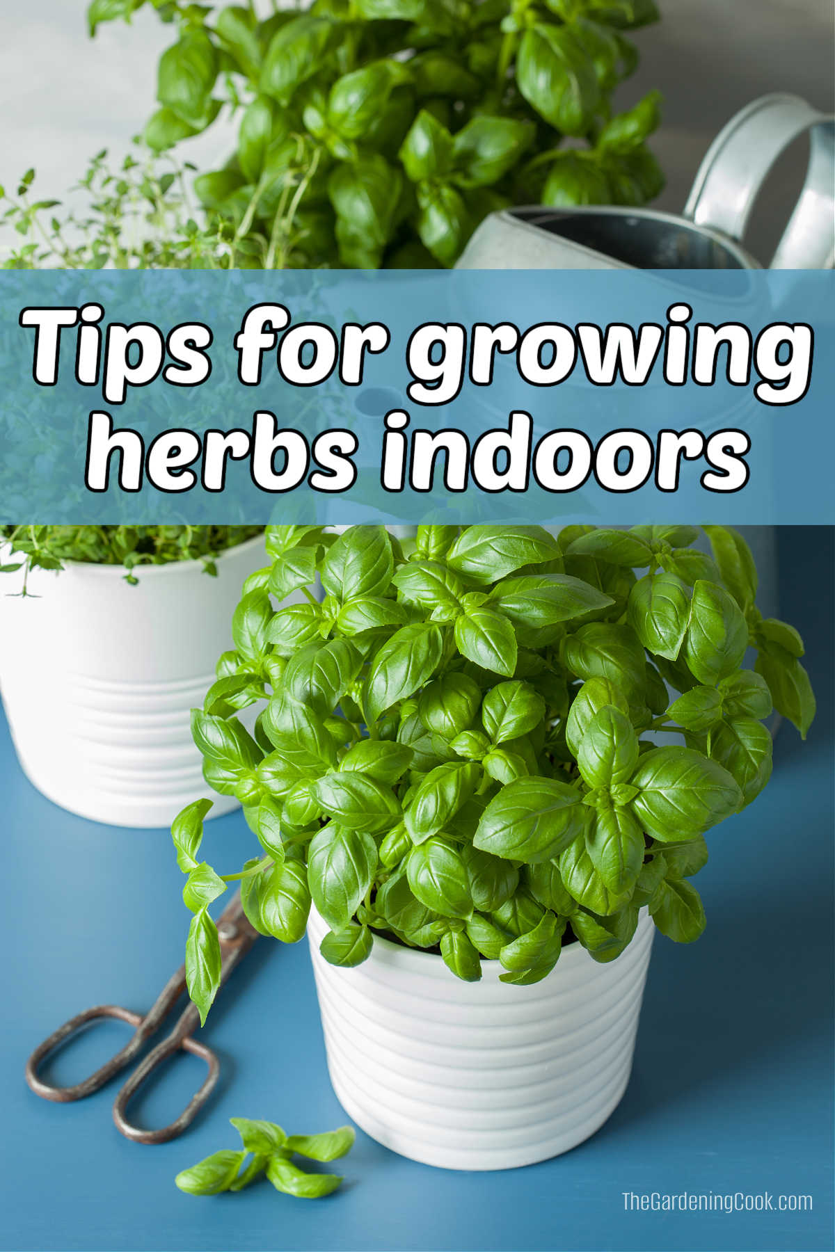Herbs in pots on a blue table near some scissors. Blue text box reads Tips for growing herbs indoors.