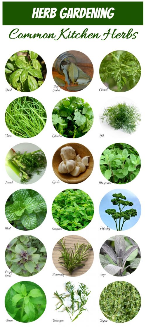 Herb Identification Identifying Fresh Herbs Free Gardening Printable