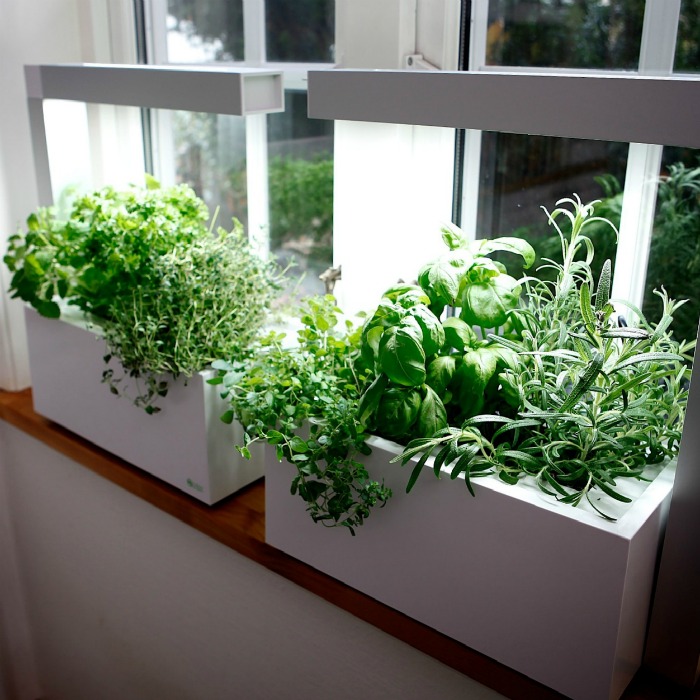 Best herbs for growing indoors