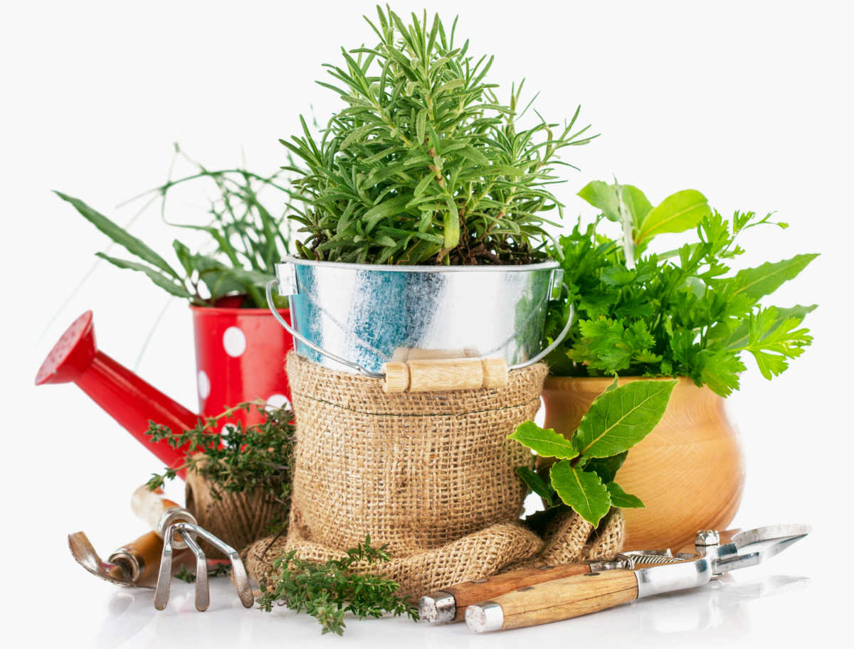 Herbs, pots, watering can and garden tools.