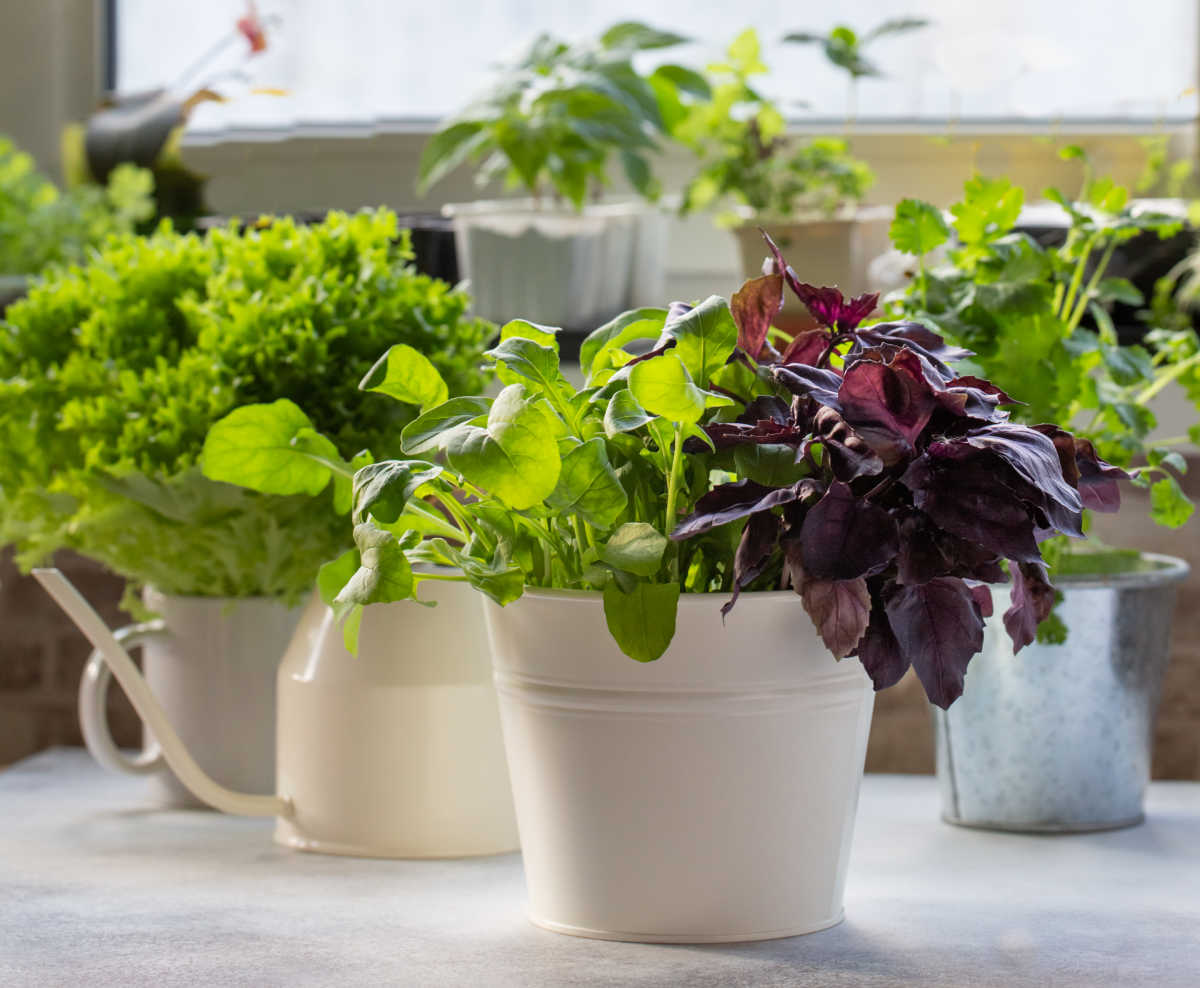 Herbs growing in pots on a sunny windowsill.