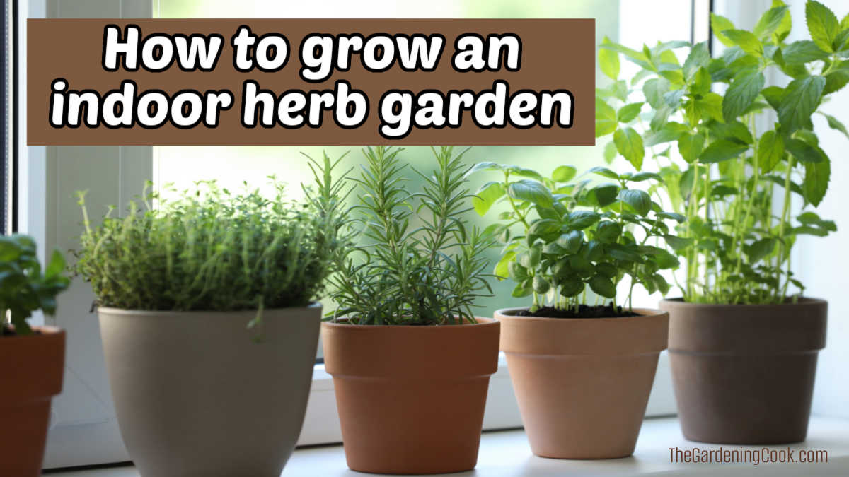 Pots of herbs on a windowsill. Brown text box reads How to grow an indoor herb garden.