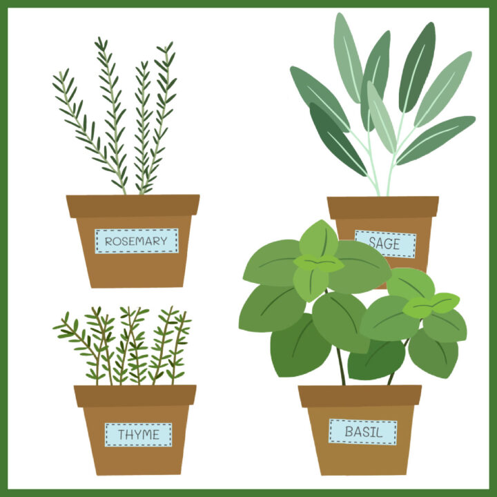 Pots of sage, thyme, rosemary and basil make an indoor herb garden.