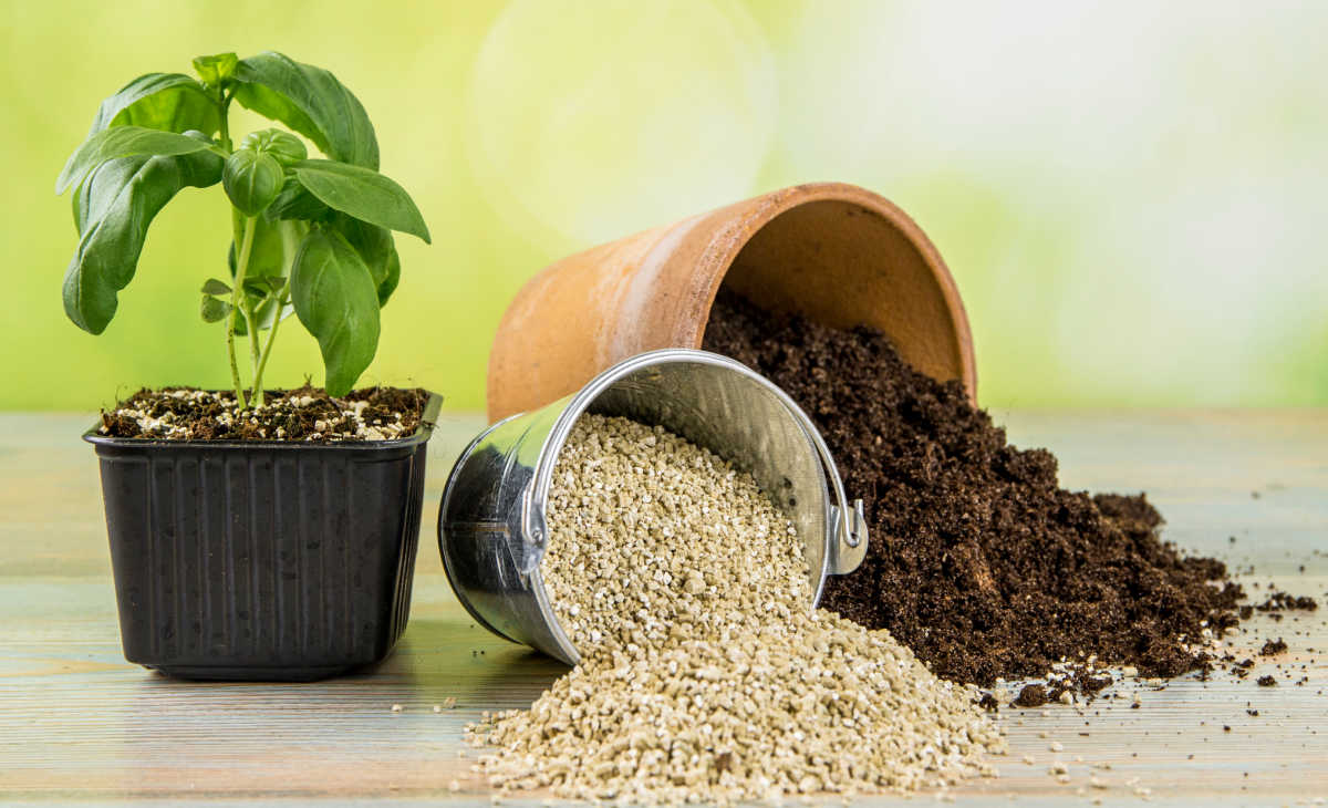 Basil plant next to containers of soil and vermiculite.