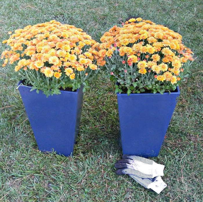 Blue Planters with mums