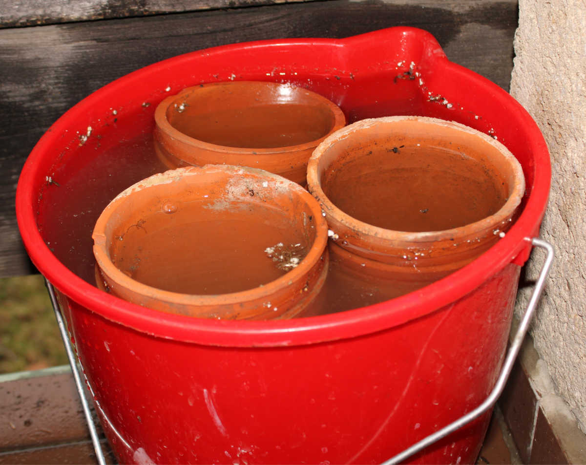 Clay pots in a red bucket filled with water and vinegar.