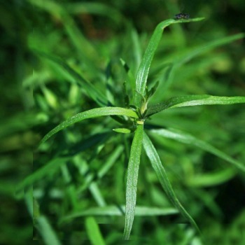 Herb Identifier - Leaves of a Tarragon plant