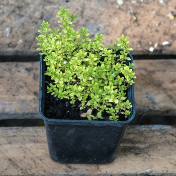 Identify fresh herbs by leaf - Thyme plant