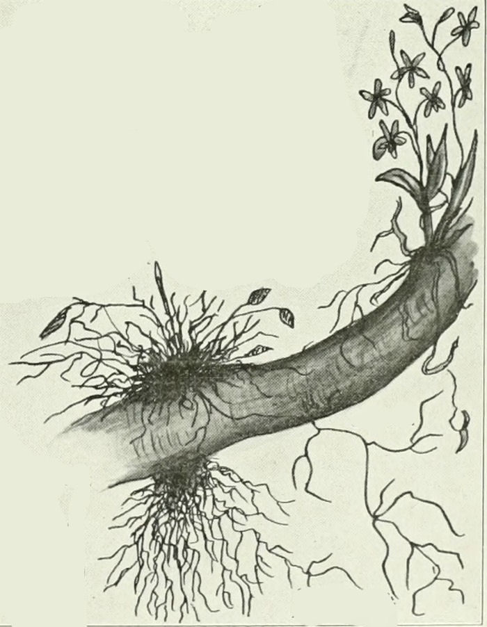 Tuberous Roots