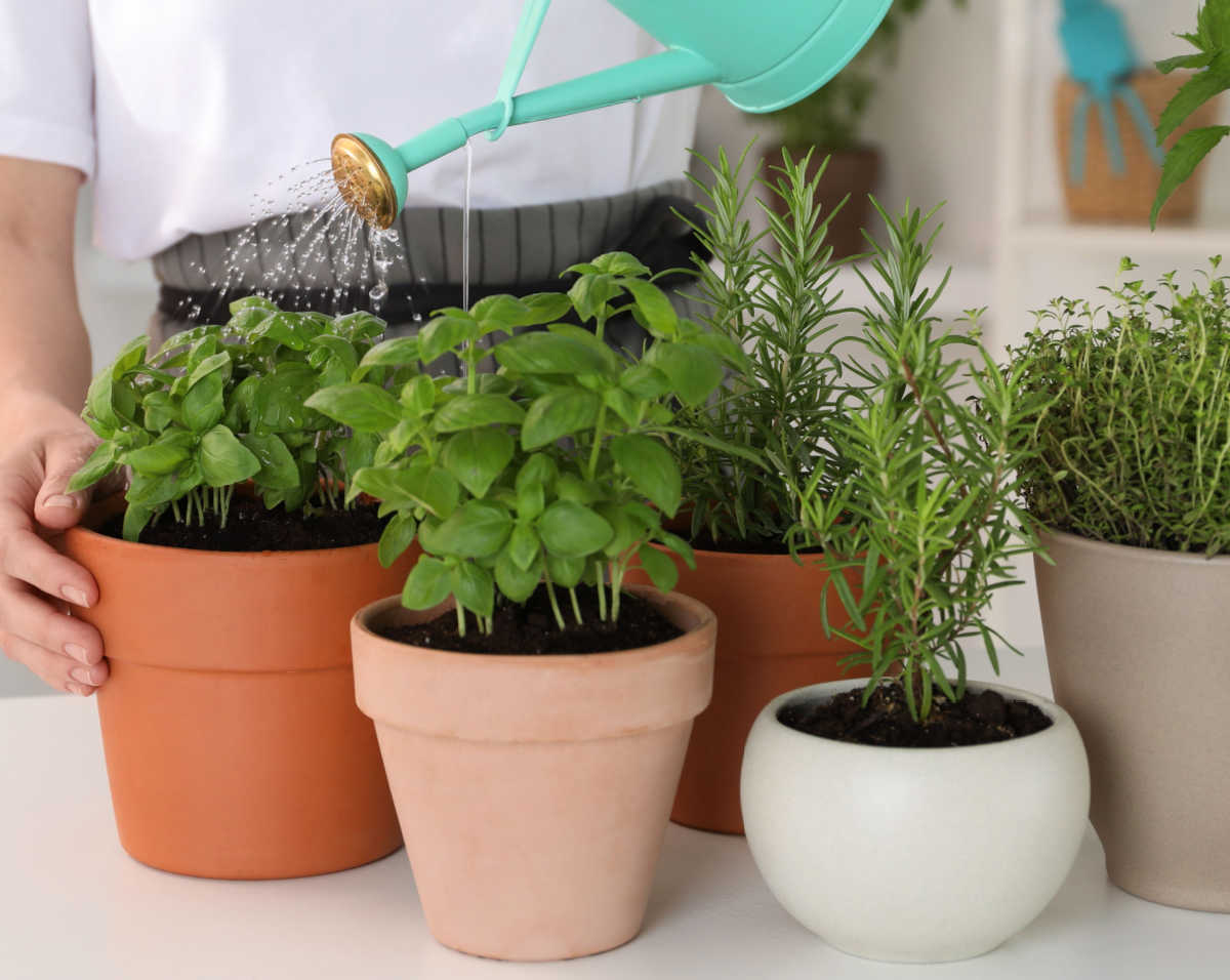 A woman with a watering can, watering an indoor herb garden.