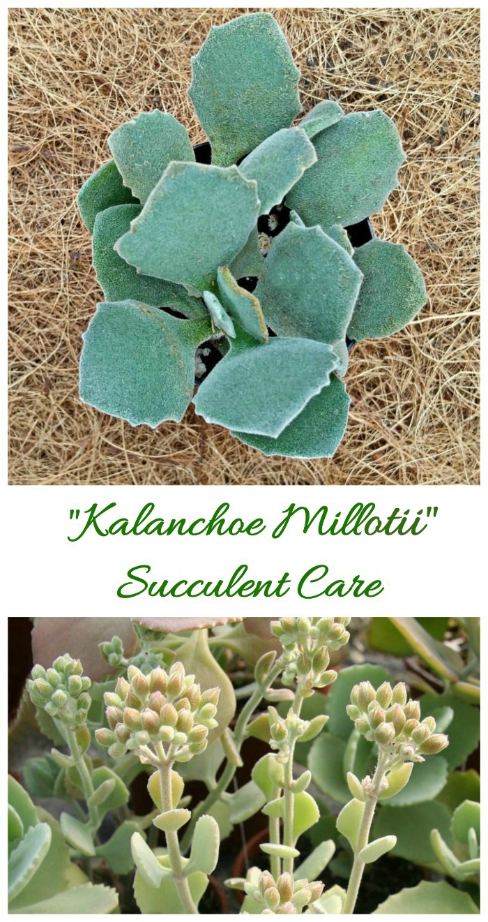 Kalanchoe millotii is an ornamental succulent that is often grown as an indoor plant.