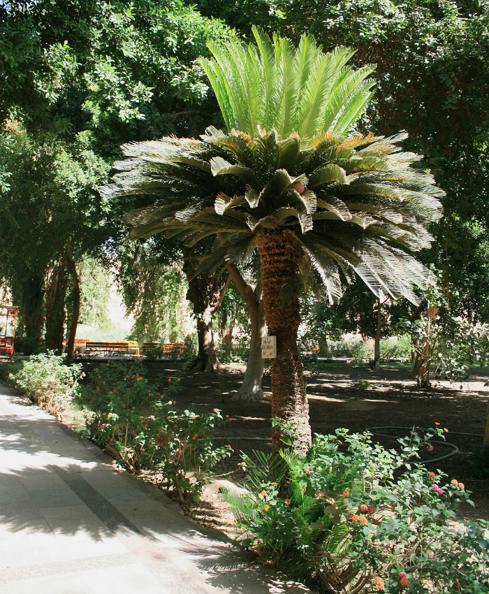 Mature palm tree