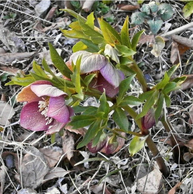Hellebore plant