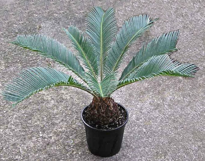 repotted sago palm