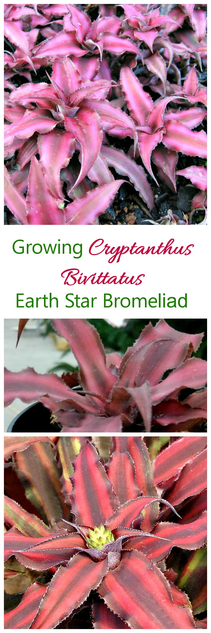 Cryptanthus Bivittatus is also known as Earth Star or Red Star bromeliad. It is easy to grow and makes a great indoor plant. #earthstar #bromeliads